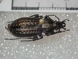 Carabus menetriesi