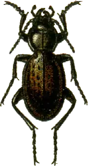 Carabus pupulus