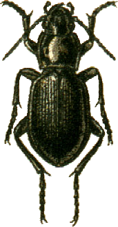 Carabus regulus
