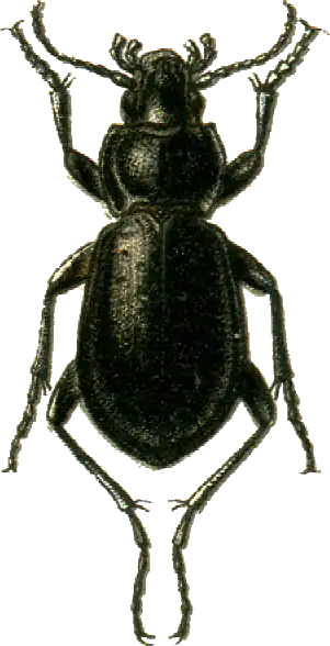 Carabus roseni
