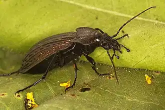 Carabus rugosus