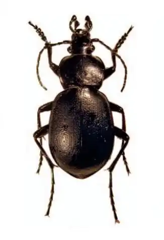 Carabus rumelicus