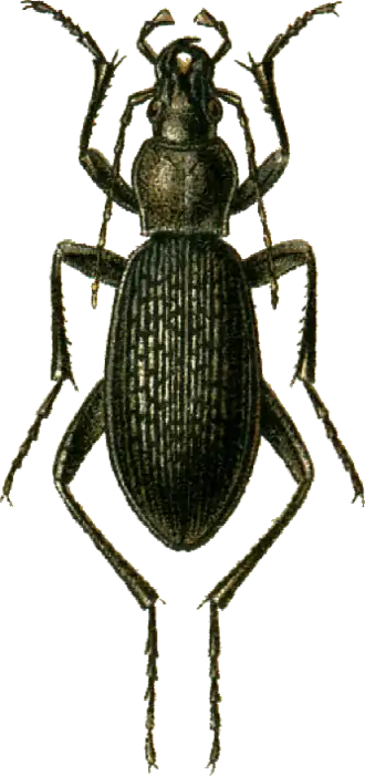 Carabus staudingeri
