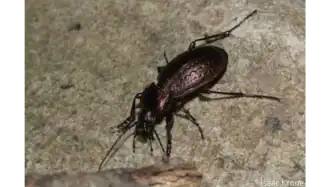 Carabus sternbergi