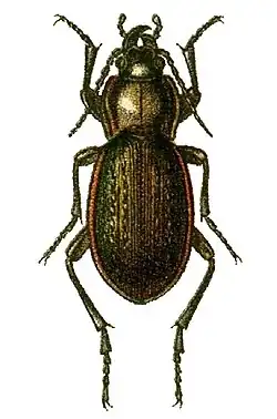 Carabus stscheglowi