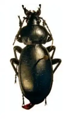 Carabus syrus