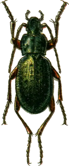 Carabus truncaticollis