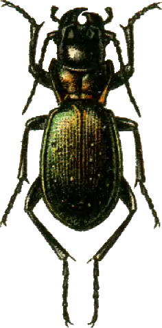 Carabus boeberi