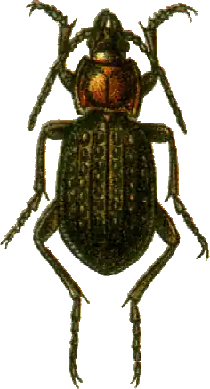 Carabus tuberculosus