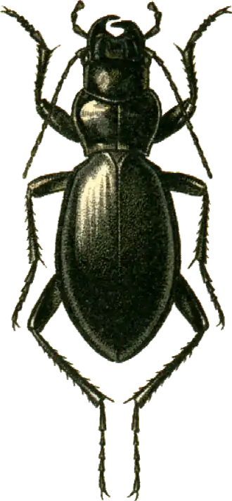 Carabus turcomanorum