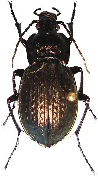 Carabus vagans