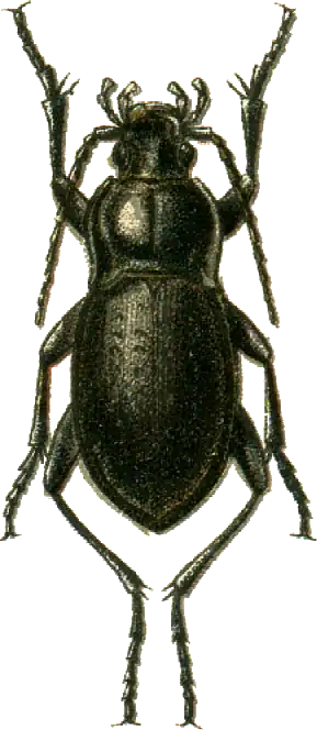 Carabus vladimirskyi