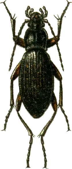 Carabus wulffiusi