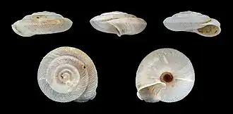 Caracollina lenticula