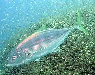 Carangoides bajad
