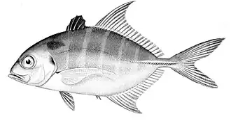 Carangoides humerosus