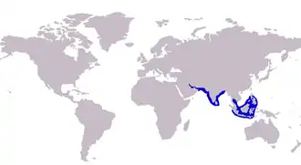 Carangoides praeustus