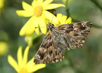 Carcharodus alceaeKaasjeskruiddikkopje