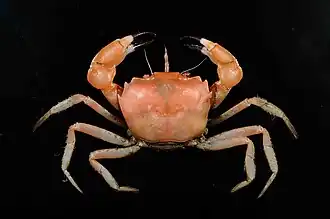 Carcinoplax specularis