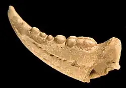 Fossiele schaar van de Strandkrab uit Eemien afzettingen in een boring bij Bergen