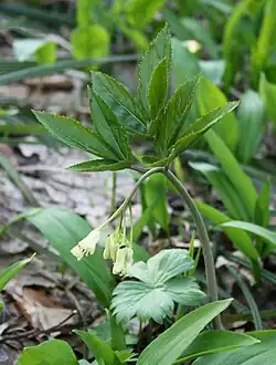 Cardamine enneaphyllos heeft een negentallig blad