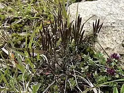 Een vruchtdragend exemplaar.