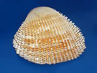 Acanthocardia spinosa