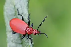 Roodkopvuurkever (Pyrochroa serraticornis)