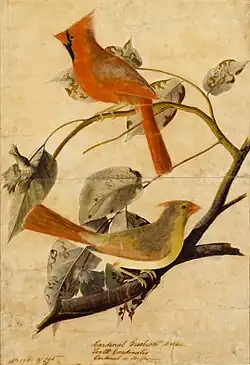 Cardinalis cardinalis, Rode kardinaal, tekening van paar