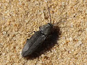 Cardiophorus asellus