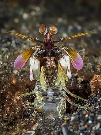 Odontodactylus latirostris