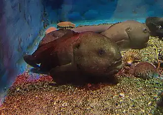 Careproctus rotundifrons