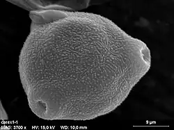 Stuifmeelkorrel van een zegge