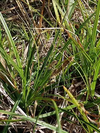 Carex chathamica