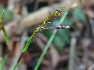 Mannelijke en vrouwelijke aar