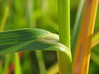 Bladschede met tongetje