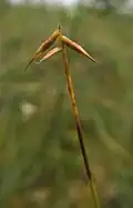 Armbloemige zegge(Carex pauciflora)