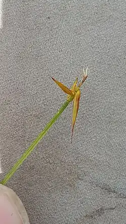 Meeldraden aan top bloeiwijze