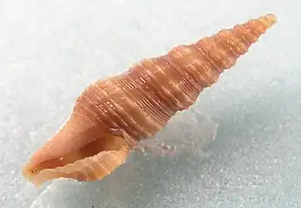 Carinodrillia braziliensis