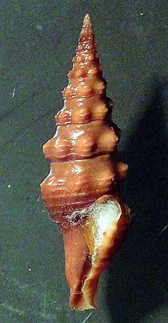Carinodrillia halis