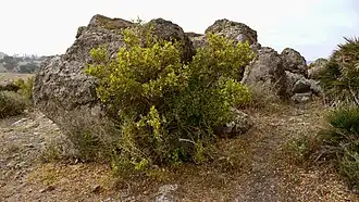 Withania frutescens