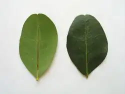 ovaal of elliptisch blad van Johannesbroodboom (Ceratonia siliqua)