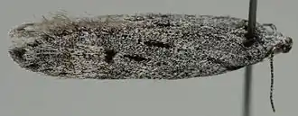 Carpatolechia epomidella