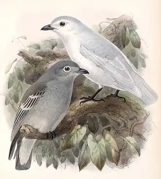 Sneeuwcotinga (Carpodectes nitidus)