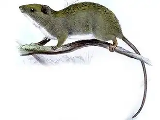 Carpomys phaeurus