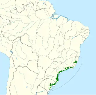 Zwart-gele besseneter