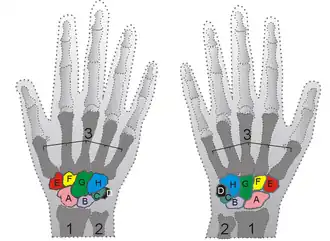  Handwortelbeentjes  Proximaal:  A=Os scaphoideum  B=Os lunatum  C=Os triquetrum  D=Os pisiforme  Distaal:  E=Os trapezium  F=Os trapezoideum   G=Os capitatum  H=Os hamatum