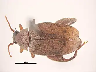 Caryedon gonagra