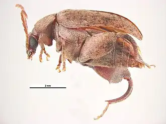 Caryedon gonagra