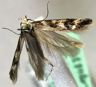 Caryocolum delphinatella